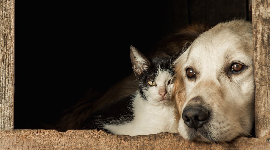 Gato e Cachorro