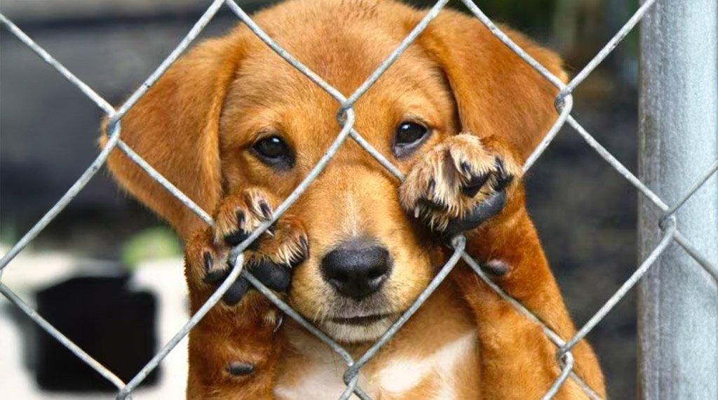 Adoção de pet