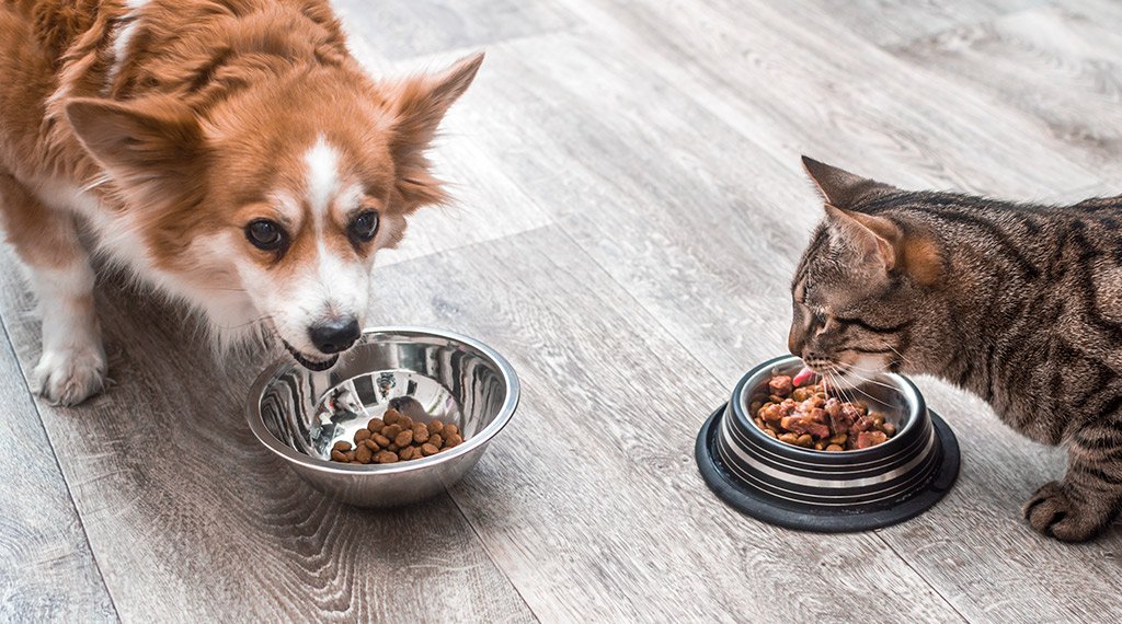 Cachorro e gato comendo