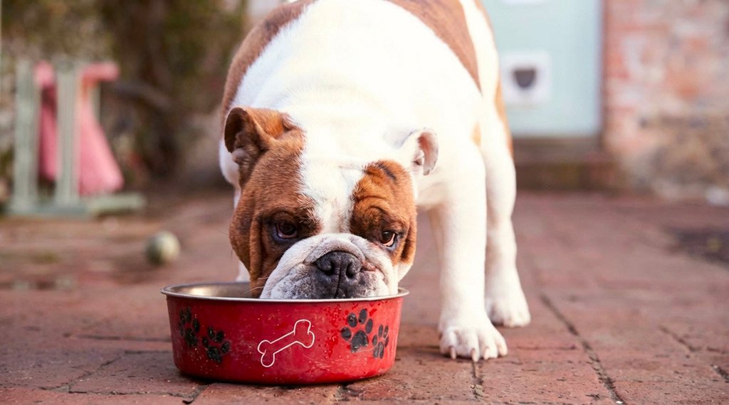 Cachorro se alimentando
