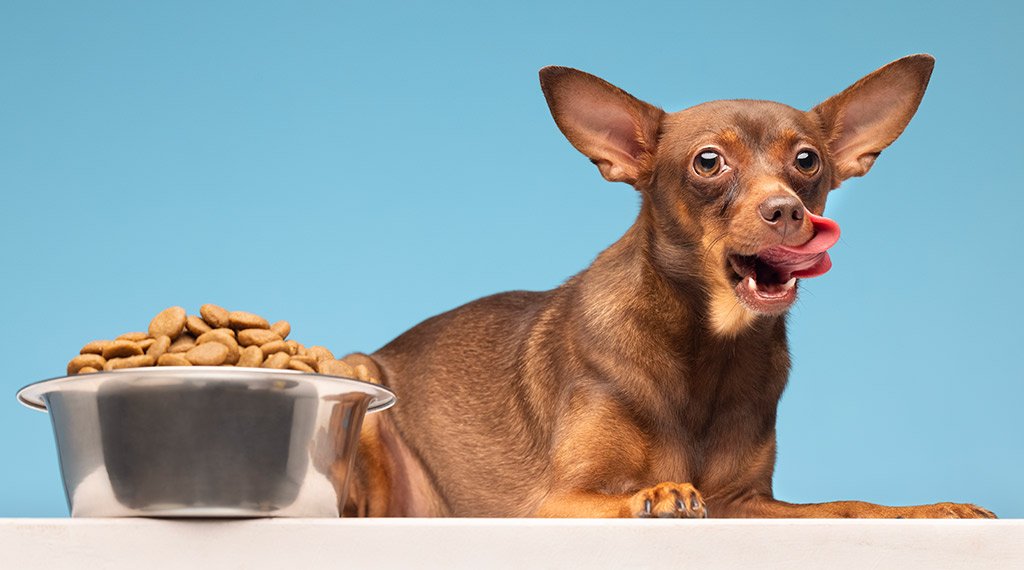 Dog and food