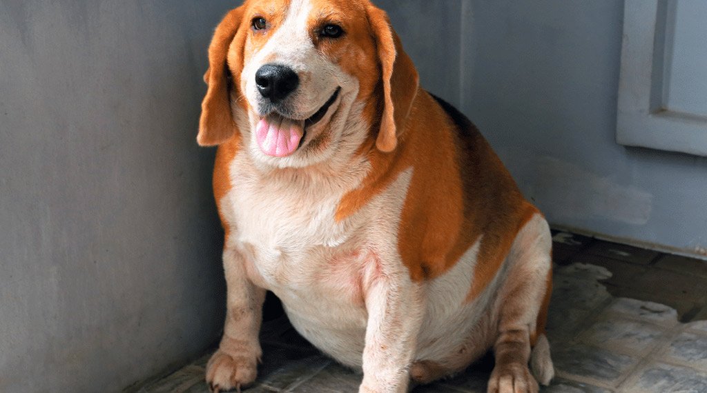 fat Dog