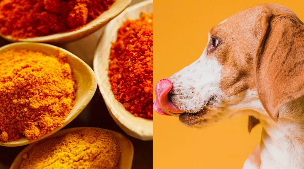Tempero para cães